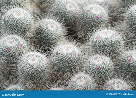 Flowering Cactus Plant Native To Central Mexico Stock Image Image Of