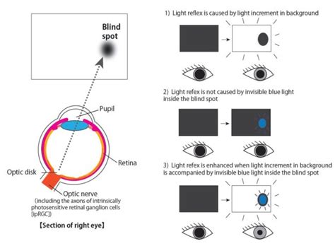 The Blind Spot Can Sense Light After All Asian Scientist Magazine