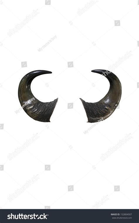 Bull Horns Isolated On White Background Stock Photo 152804507