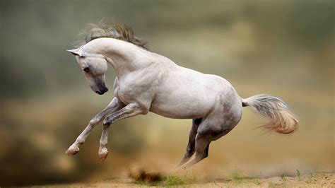 White Horse With Blur Background 4k Hd Horse Wallpapers Hd Wallpapers