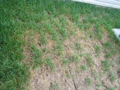 Mushrooms are a common fungus found growing in lawns. How to Treat Lawn Fungus Naturally - Lawn Pest Control