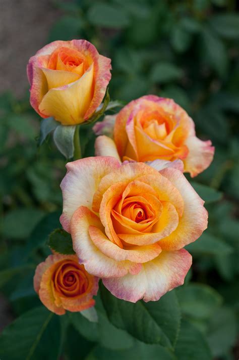 Grandiflora Rose | Longwood Gardens
