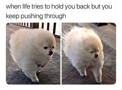 50 Cute And Funny Dog Memes Thatll Get Your Tail Wagging Funny Dog