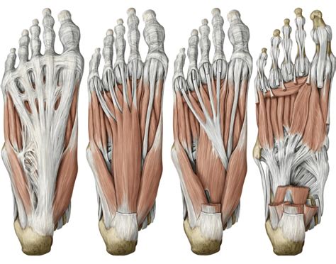 The human foot has two longitudinal arches and a transverse arch maintained by the interlocking shapes of the foot bones, strong ligaments, and pulling muscles during activity. Plantar aponeurosis & sole of the foot muscles
