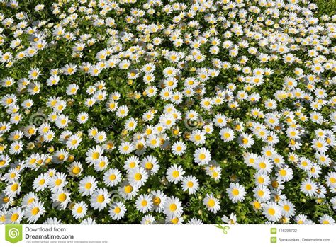 Meadow Of Camomiles Nature Background Stock Photo Image Of Camomile