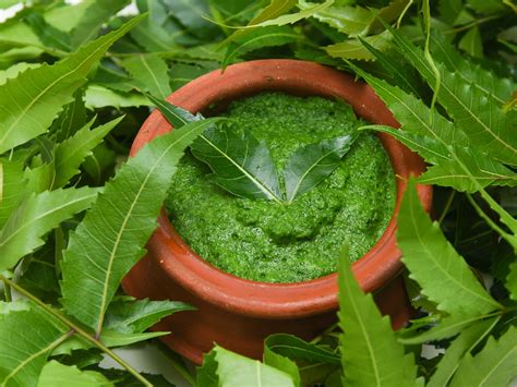 Why Neem Is Important In Ayurveda And Its Healthy Benefits Ayurvalley