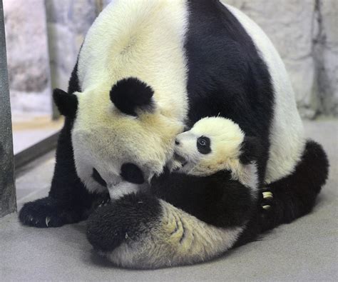 National Zoos Panda Mei Xiang Gives Birth To Twins