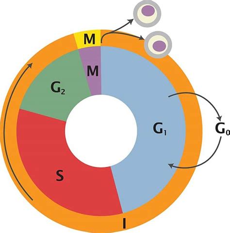 The Cell Cycle And Mitosis Reproduction Mcat Biology Review