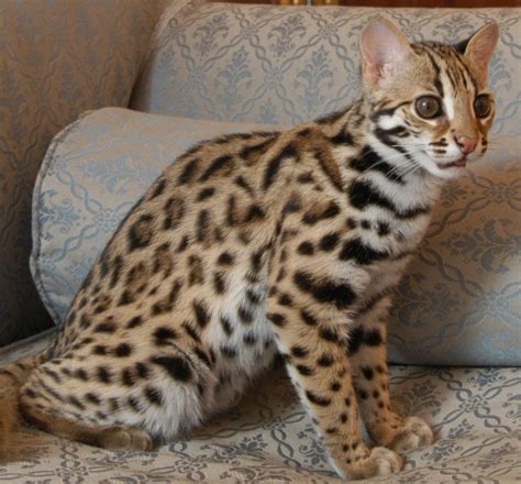 Following the breeding of an asian leopard cat with any domestic cat, an f1 bengal cat is produced. F1 Bengal Kitten Breeder Savanna Kitten Breeder Scotland