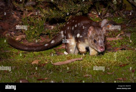 Spotted Tailed Quoll Dasyurus Maculatus At Night Cradle Mountain