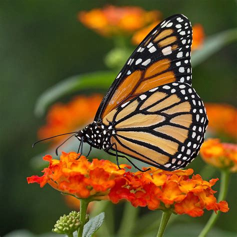 Monarque Danaus Plexippus Papillons En Liberté 2014 Ja Flickr