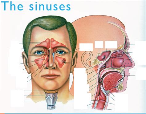 Identify The Sinuses Diagram Quizlet