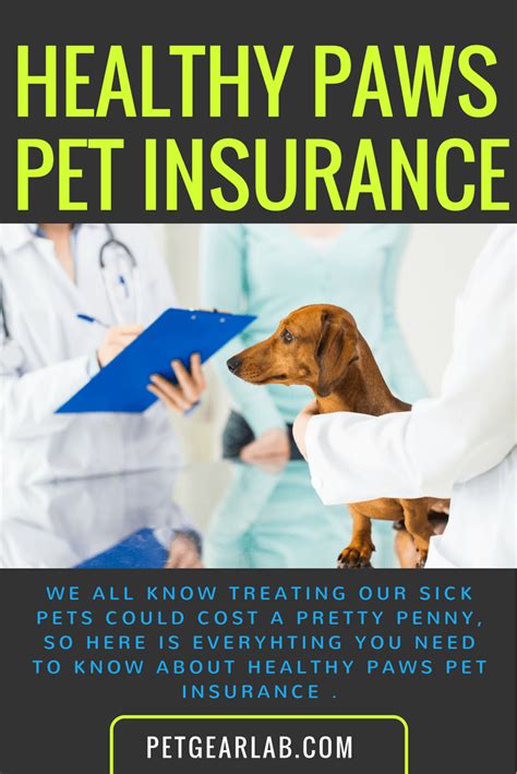 Healthy Paws Insurance Review: Here's What We Thought ...