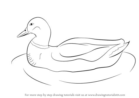 Learn How To Draw A Duck Farm Animals Step By Step Drawing Tutorials