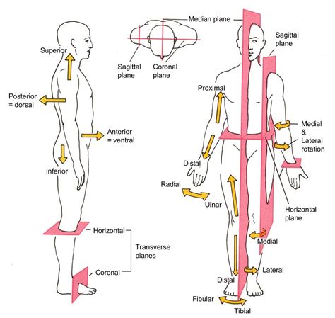 List Of Anatomical Directional Terms