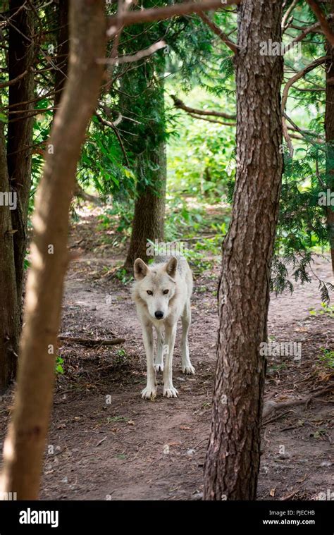 Gray Wolf Canis Lupus Stock Photo Alamy