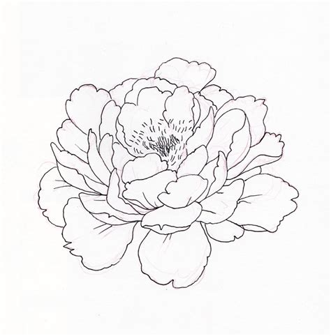 Peony Drawing At Explore Collection Of Peony Drawing