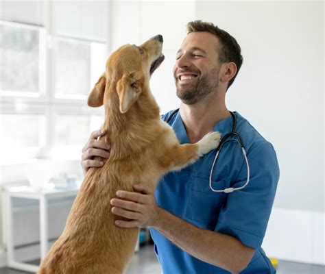 Sterilizzazione Cane Femmina Quando Farla Come Avviene E Costo