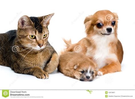 Dog Of Breed Chihuahua And Its Puppy With A Cat Stock ...