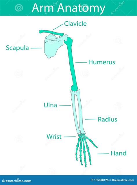 Filehuman Arm Bones Diagramhebsvg Wikimedia Commons