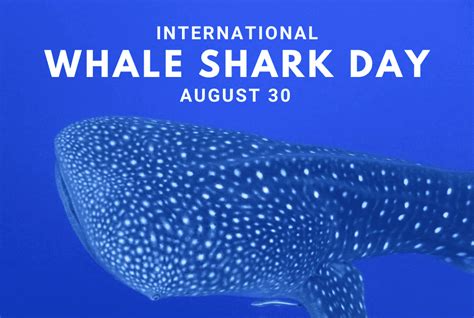 Celebrating International Whale Shark Day Conservation In Belize