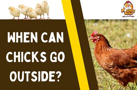 When Can Chicks Go Outside Truth Revealed 2022 Poultry Hub
