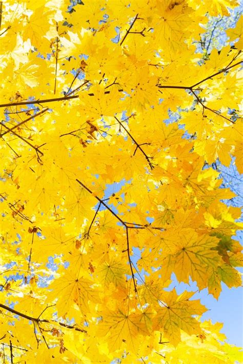 Fall Maple Leaves Stock Image Image Of Abstract Fall 146106955