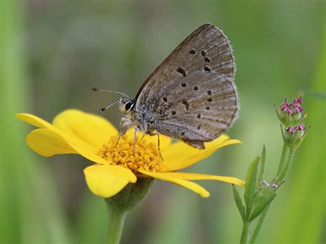 Monitoring Fenders Blue Butterflies Institute For Applied Ecology