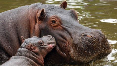 día internacional del hipopótamo ¿por qué se celebra el 15 de febrero crónica firme junto