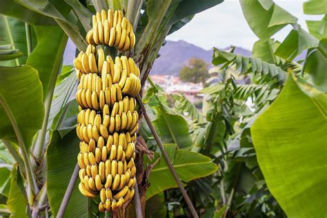 Banana Tree Plant Guardianmedia