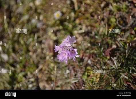 Purple Mountain Flower Stock Photo Alamy