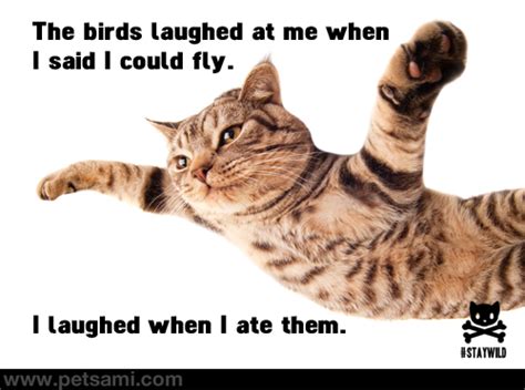 Flying Cat Funny