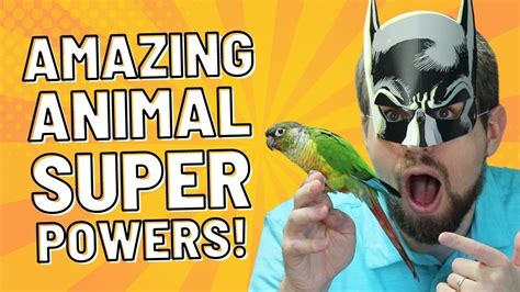 Amazing Animal Superpowers For Kids Youtube
