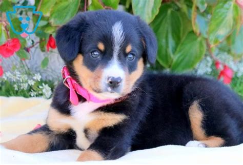 Treats Entlebucher Mountain Dog Puppy For Sale Keystone Puppies