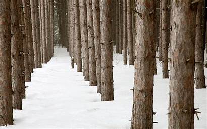 Woods Winter Forest Snow Trees Wallpapers Pine