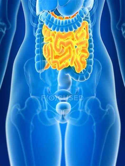 3d Rendered Illustration Of Colored Female Small Intestine In Body Silhouette — Organs Yellow