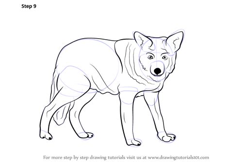 Learn how to draw people, . Learn How to Draw a Wolf (Zoo Animals) Step by Step ...