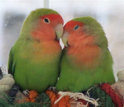 Bird Health Funtime Birdy Parrot Lovers Blog Page 2