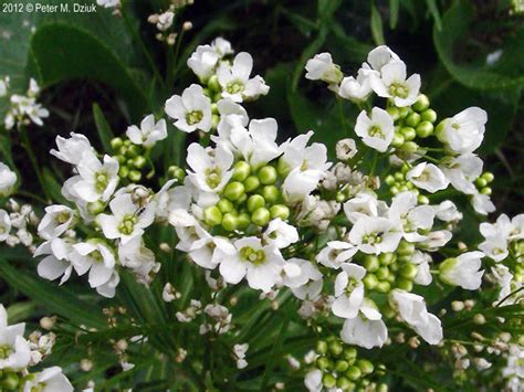 Got a small plant from a local nursery. Armoracia rusticana (Horseradish): Minnesota Wildflowers