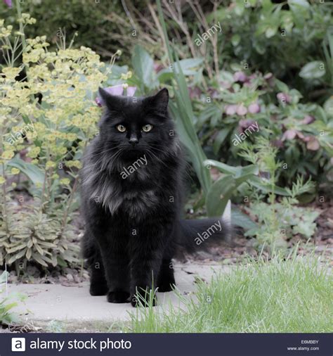 Domestic Long Haired Black Cat Stock Photo 72977407 Alamy