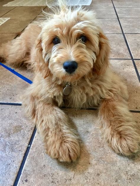 Select from premium mini goldendoodle of the highest quality. F1 mini goldendoodle - 19 weeks old | Goldendoodle, Mini ...