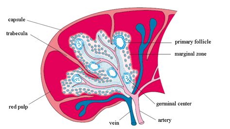 Organization Of The Spleen The Spleen Is An Encapsulated Organ Which