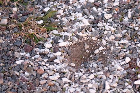 21 Good Harbor Beach Piping Plover Nest Parking Lot 4 28 18 Copyright