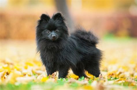 Pomeranian Värit Pomeranian Colors Complete List Of All 13 Recognized