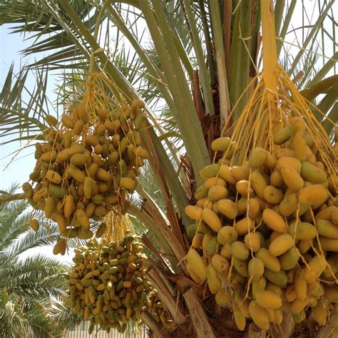 Date Palm Fruit Plants And Tree Exotic Space