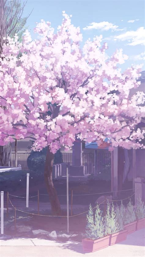 Sakura Trees Anime Aesthetic Aesthetic Anime Cherry Blossom Wallpaper