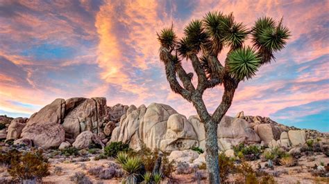 88 Joshua Tree National Park Hd Wallpapers Background