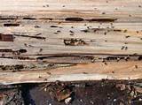 Carpenter Ant Wood Damage Images