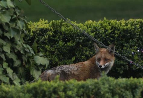Woman Strangled Killed Rabid Fox After It Attacked Her Leg