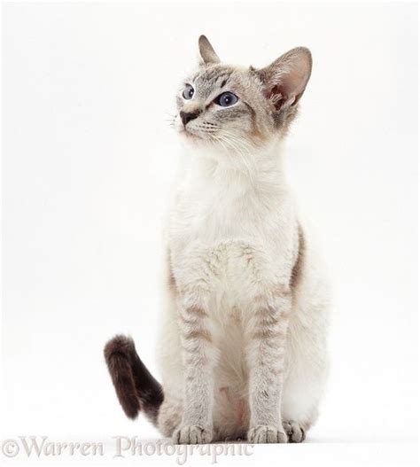 White Siamese Cat Breeds Pets Lovers